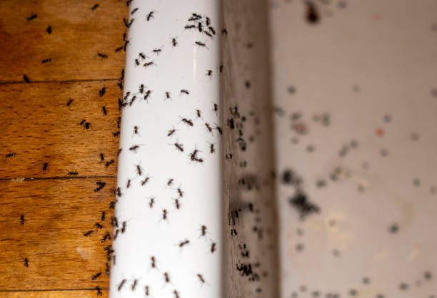 Pest Control Cost in Green Village, NJ